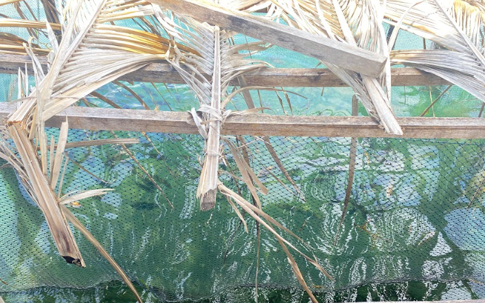 Keramba Ikan Nila Salin